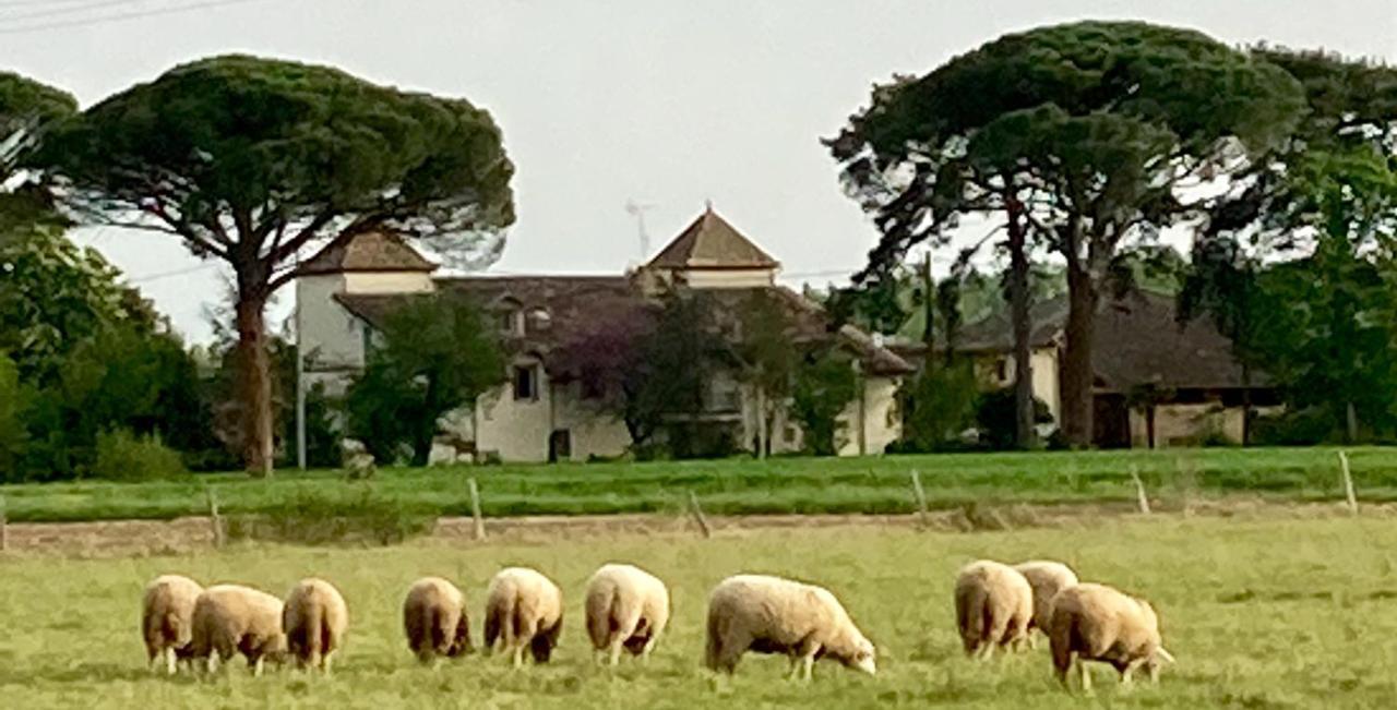 Domaine De Menerque - Petit Chateau Avec Piscine Lisle-sur-Tarn Eksteriør billede